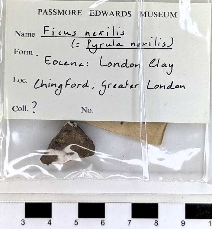 Chingford London Clay Fossils Ficus nexilis Copyright: Arthur Wrigley Collection