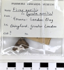 Chingford London Clay Fossils Ficus nexilis 