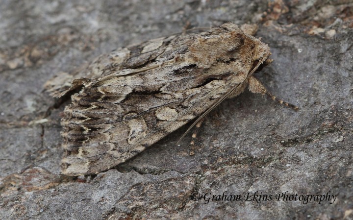 Dark Arches (Apamea monoglypha) 1 Copyright: Graham Ekins