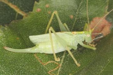 Meconema thalassinum Copyright: Peter Harvey