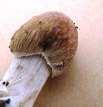 Agrocybe rivulosa Copyright: Graham Smith