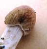 Agrocybe rivulosa 