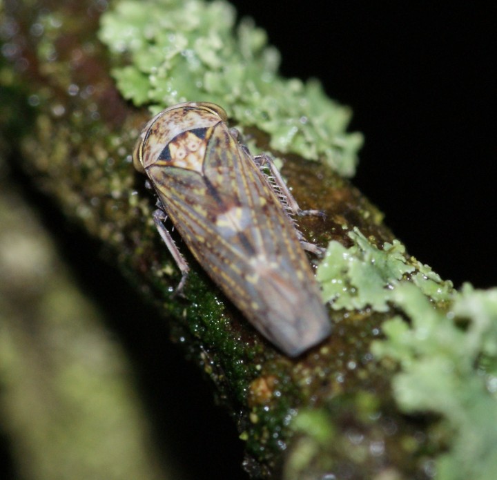 Acericerus vittifrons dorsal Copyright: Robert Smith