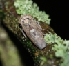 Acericerus vittifrons dorsal Copyright: Robert Smith