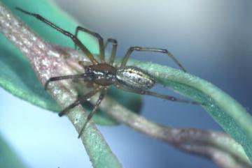 Enoplognatha mordax Copyright: Peter Harvey