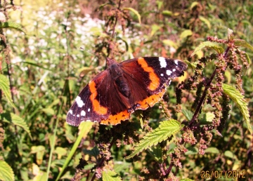 Red Admiral 3 Copyright: Graham Smith