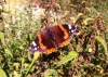 Red Admiral 3 