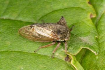 Centrotus cornutus Copyright: Peter Harvey