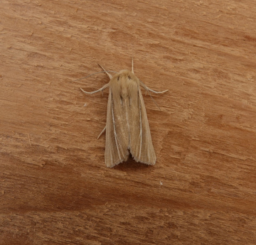 Shore Wainscot 1 Copyright: Cindy Lawes