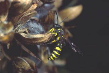 Cerceris arenaria Copyright: Peter Harvey