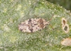 Tingis cardui 