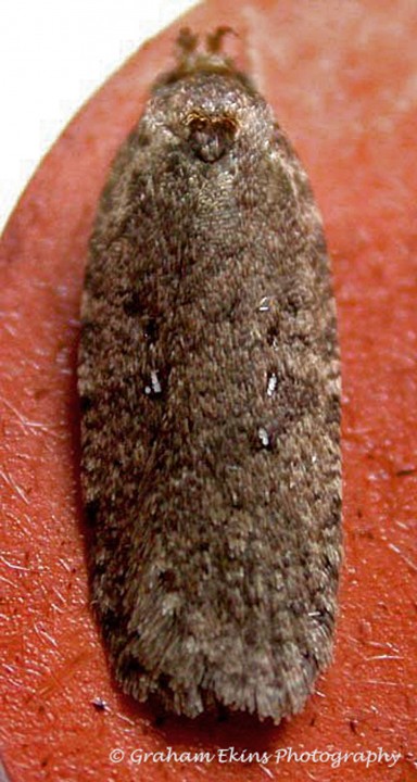 Agonopterix heracliana 3 Copyright: Graham Ekins