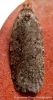 Agonopterix heracliana 3