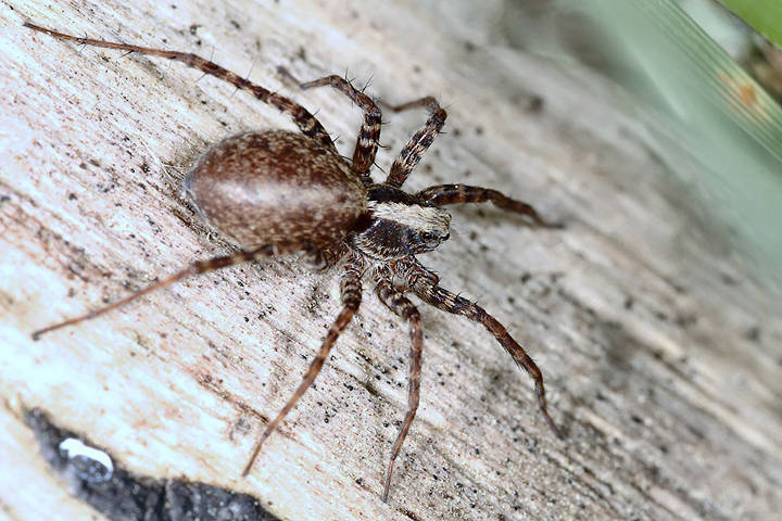 Pardosa  - female4 (1 May 2011) Copyright: Leslie Butler