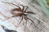 Pardosa  - female4 (1 May 2011) 