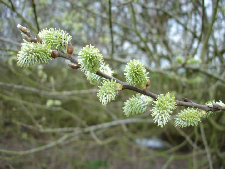 Goat Willow catkins Copyright: Graham Smith