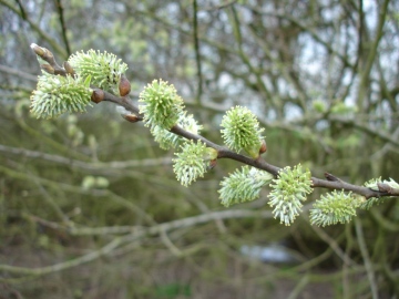 Goat Willow catkins Copyright: Graham Smith