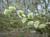 Goat Willow catkins 