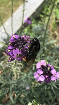 Bombus rupestris Copyright: Adrian Kettle