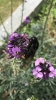 Bombus rupestris