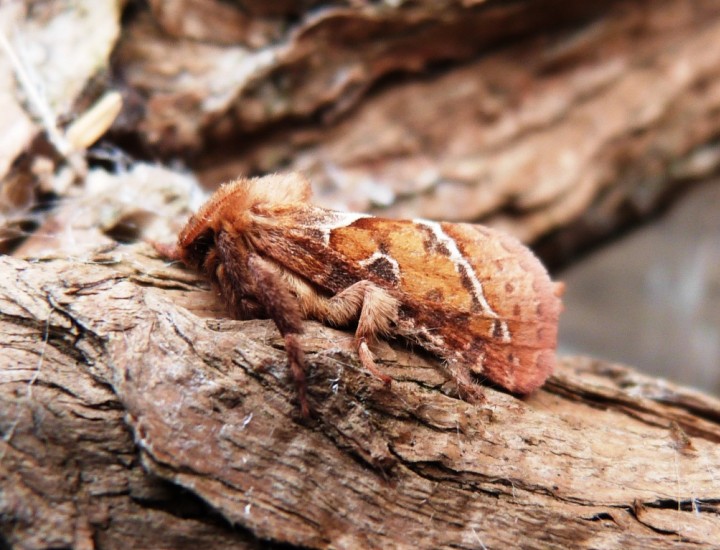 Orange Swift male Copyright: Graham Smith