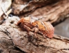 Orange Swift male