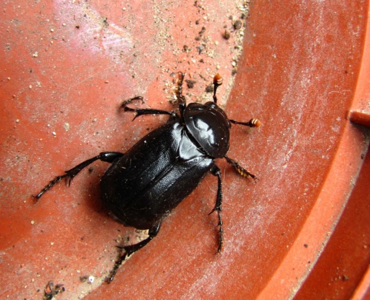 Nicrophorus humator Copyright: Graham Smith