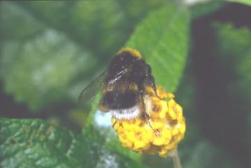 Bombus lucorum sens. str.