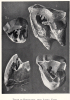 Fossil Rhinoceros teeth from Ilford