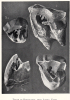 Fossil Rhinoceros teeth from Ilford 