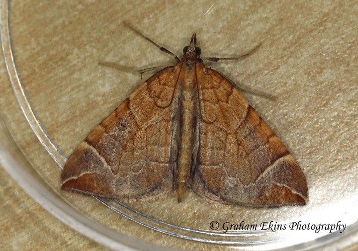 Chevron   Eulithis testata Copyright: Graham Ekins