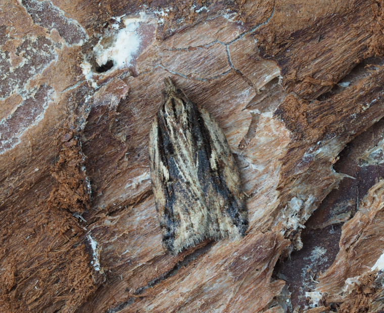 Acleris umbrana 21st March 2025 Copyright: Gavin Price