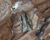 Acleris umbrana 21st March 2025 
