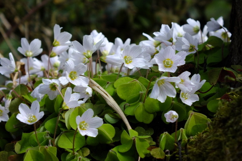 Oxalis acetosella Wood Sorrel Copyright: Peter Pearson