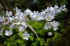 Oxalis acetosella Wood Sorrel 