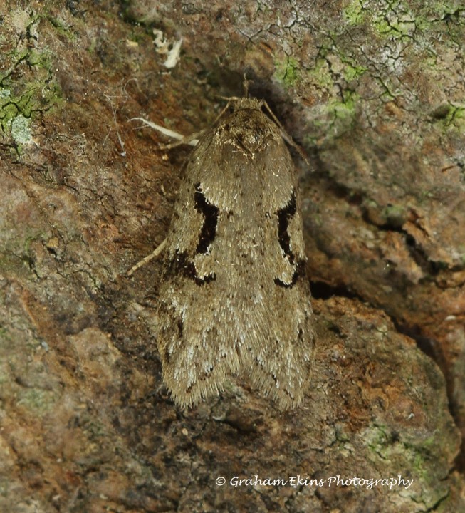 Semioscopis steinkellneriana 2 Copyright: Graham Ekins