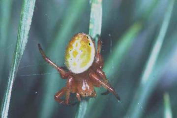 Araniella displicata Copyright: Peter Harvey