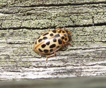 water ladybird pale colouration Copyright: Yvonne Couch