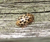 water ladybird pale colouration 