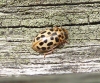 water ladybird pale colouration Copyright: Yvonne Couch