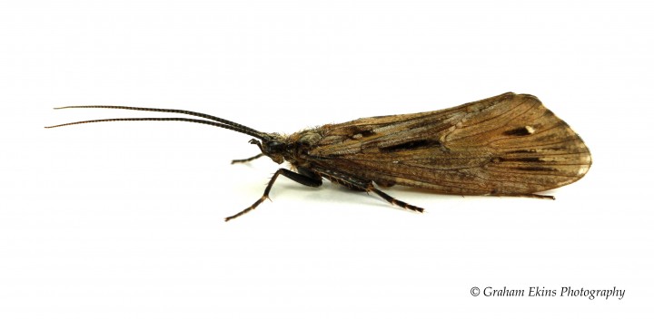 Phryganea bipunctata Copyright: Graham Ekins