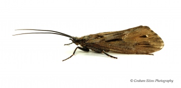 Phryganea bipunctata Copyright: Graham Ekins