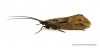 Phryganea bipunctata Copyright: Graham Ekins