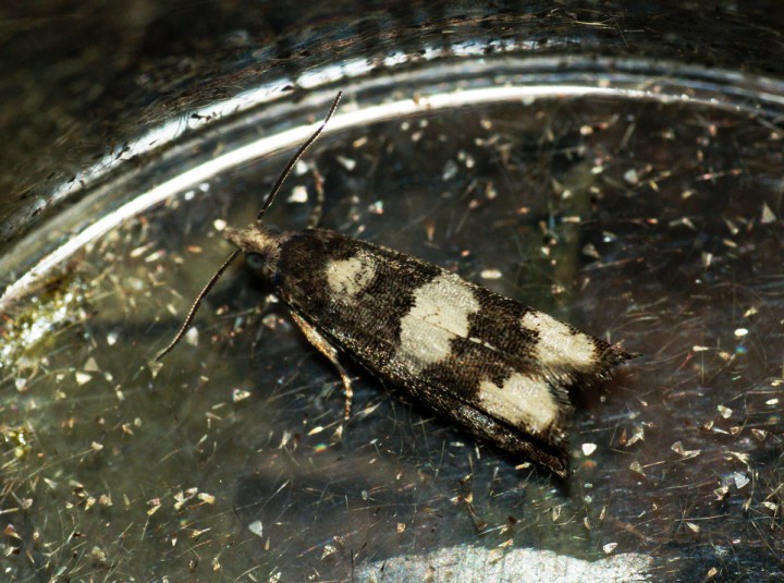 Epinotia demarniana Copyright: Ben Sale