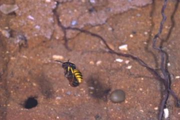 Philanthus triangulum