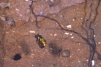 Philanthus triangulum Copyright: Peter Harvey