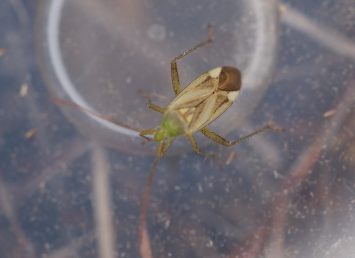 Adelphocoris lineolatus Copyright: Robert Smith