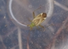 Adelphocoris lineolatus