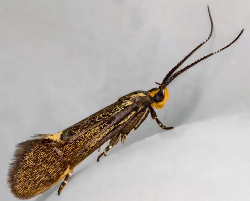 Esperia sulphurella 24-04-2021 Copyright: Bill Crooks