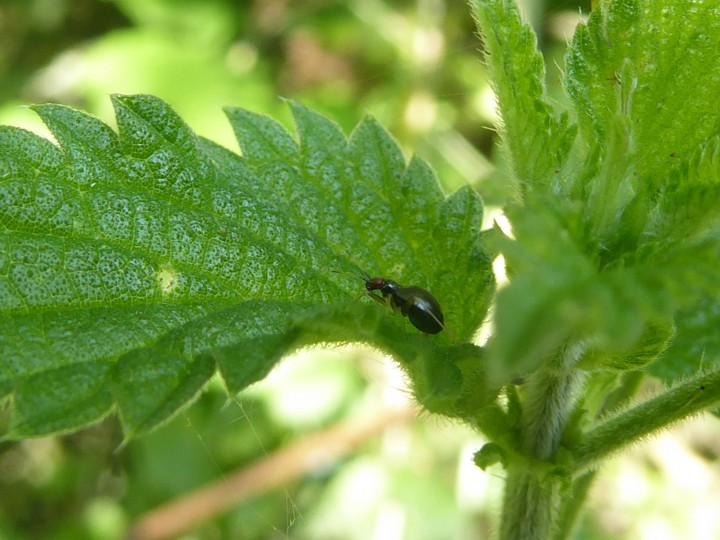 Orthonotus rufifrons Copyright: Alf Mullins